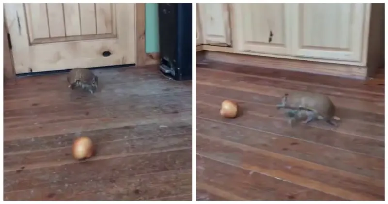 Целеустремленный броненосец не упустил свою добычу броненосец, яблоко, видео, прикол, животные