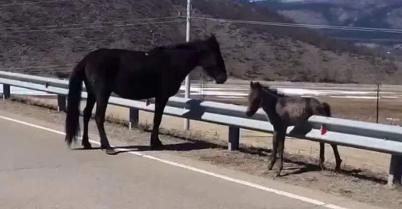Доброе сердце: как водитель спас жеребенка из беды на трассе спасение, жеребенок, автолюбитель, доброта, Сибирь