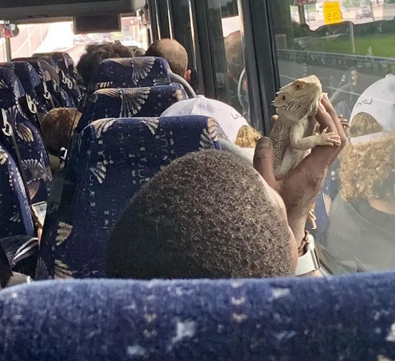 Мохнатые попутчики: 15+ фото усатых и хвостатых пассажиров в транспорте животные, пассажиры, транспорт, самолет, кошки, собаки, питомцы, путешествие, забавные фото, улыбка