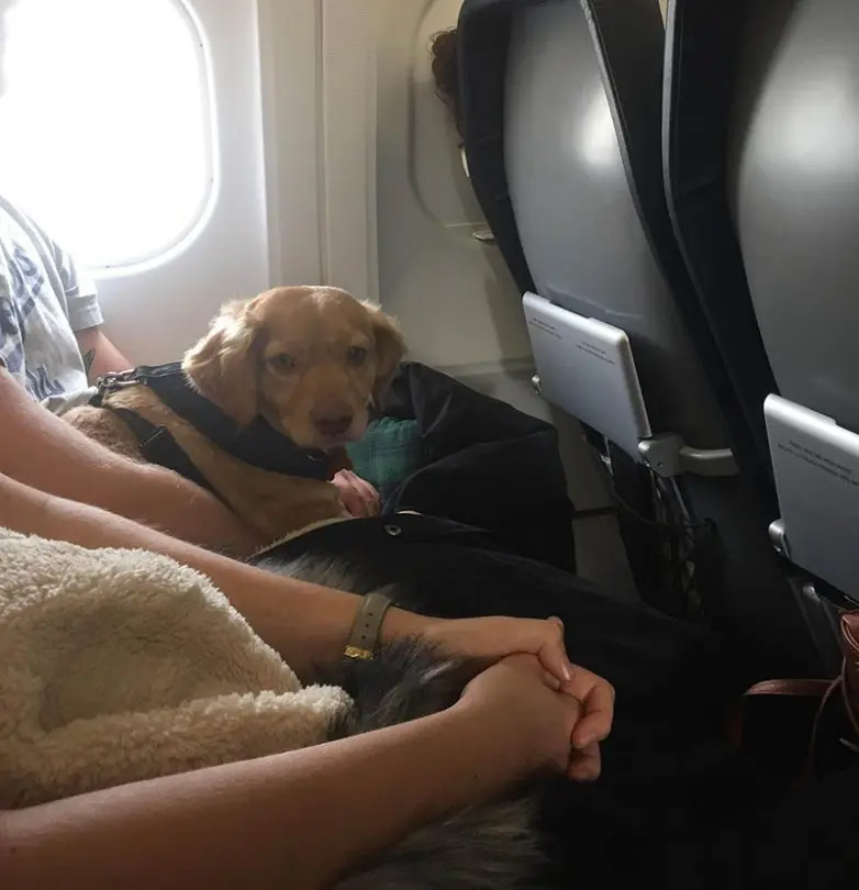 Мохнатые попутчики: 15+ фото усатых и хвостатых пассажиров в транспорте животные, пассажиры, транспорт, самолет, кошки, собаки, питомцы, путешествие, забавные фото, улыбка