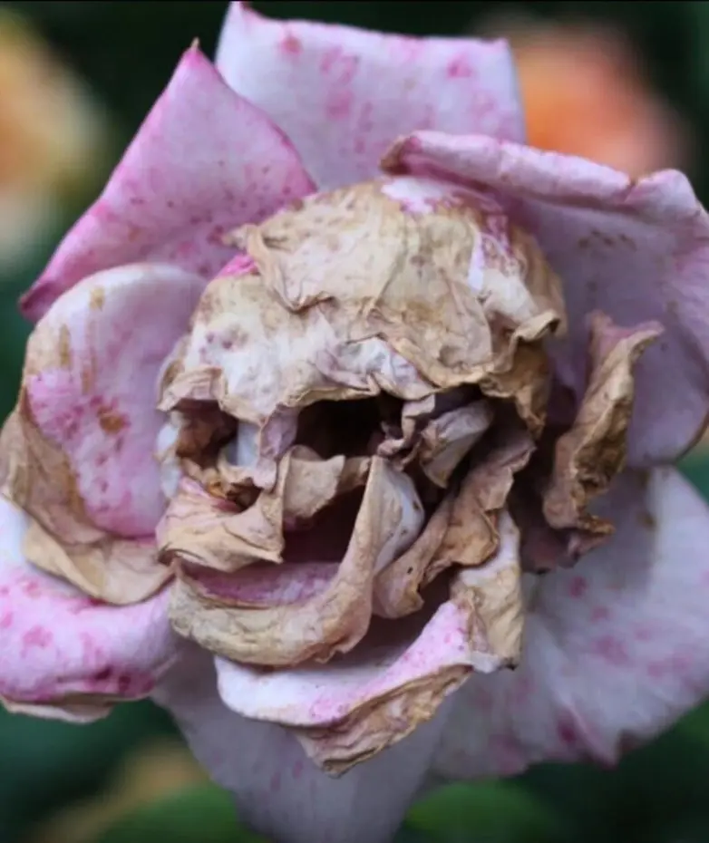 30 фото, после которых вы начнете подозревать каждую розетку в наличии души парейдолия, лица, предметы, фото, приколы, подборка, удивительное рядом