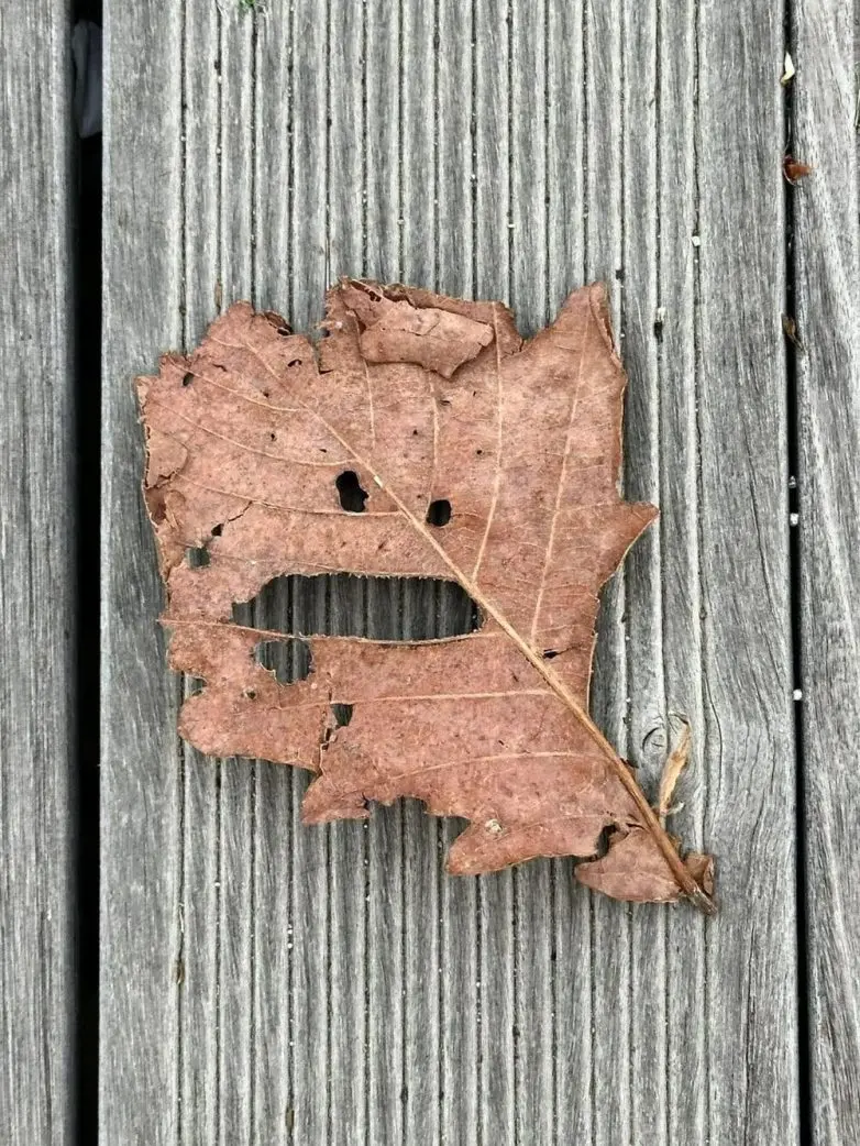 30 фото, после которых вы начнете подозревать каждую розетку в наличии души парейдолия, лица, предметы, фото, приколы, подборка, удивительное рядом