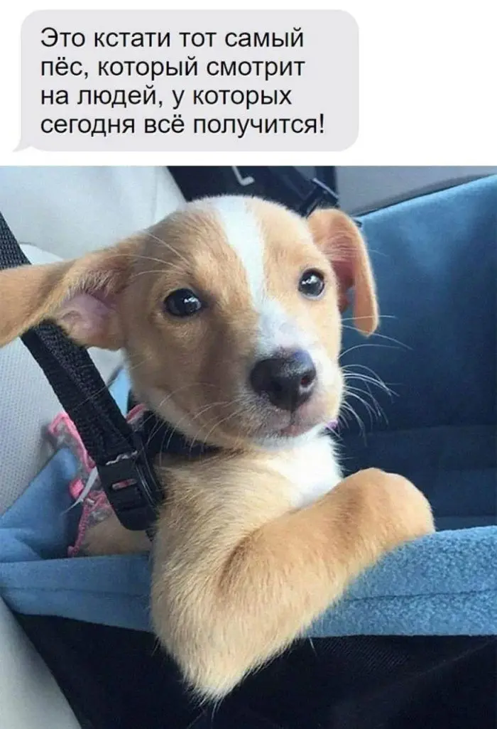 Свежая порция мемов и комментариев: смех без правил мемы, юмор, приколы, подборка, позитив, настроение, комментарии, смешные картинки, отвлечься, расслабиться