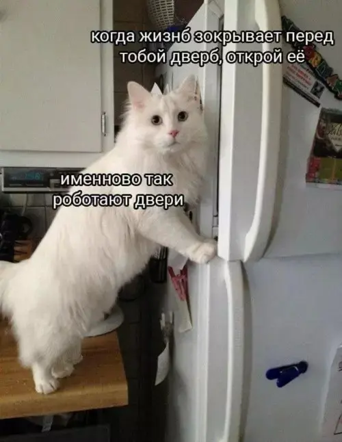 Сборник мемов: когда нужно срочно поднять настроение мемы, смешные картинки, приколы, юмор, подборка, настроение, позитив
