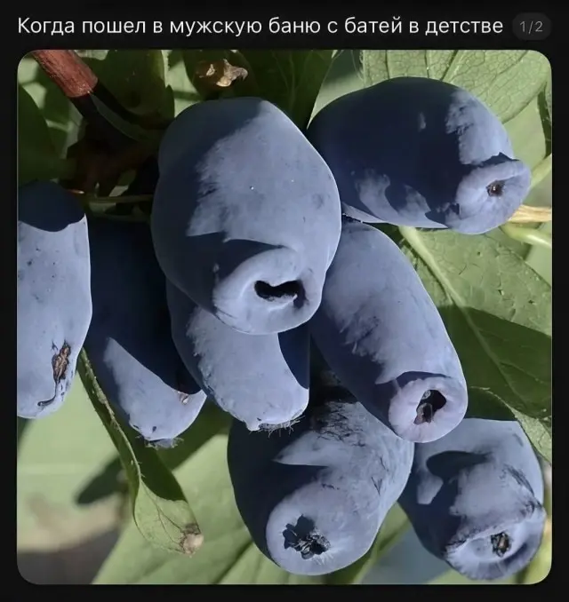 Сборник мемов: когда нужно срочно поднять настроение мемы, смешные картинки, приколы, юмор, подборка, настроение, позитив