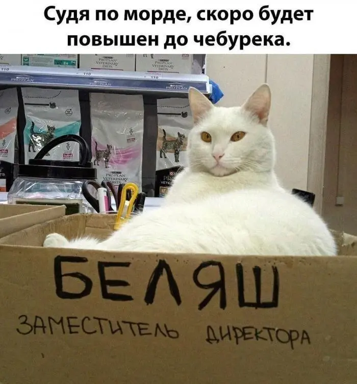 Самый сок: угарные мемы и картинки про чебуреки чебурек, мемы, приколы, картинки, еда, день чебурека, смешное