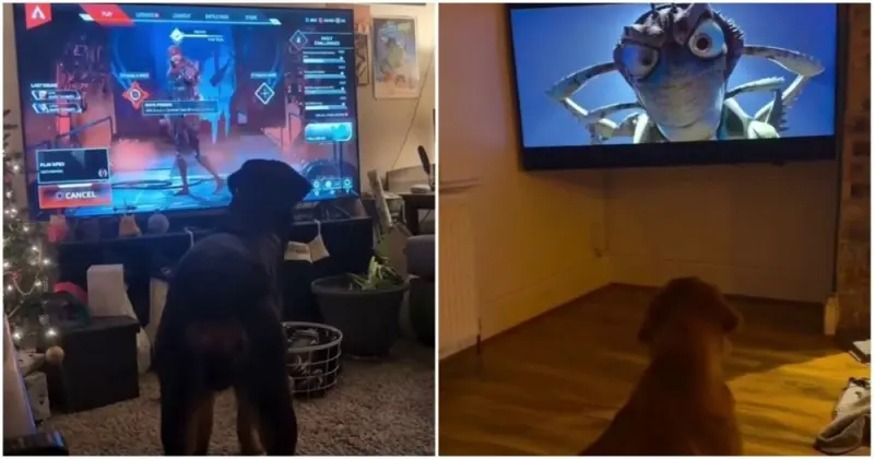 Уморительные реакции собак на персонажей из телевизора собаки, телевизор, реакции, животные, приколы, видео