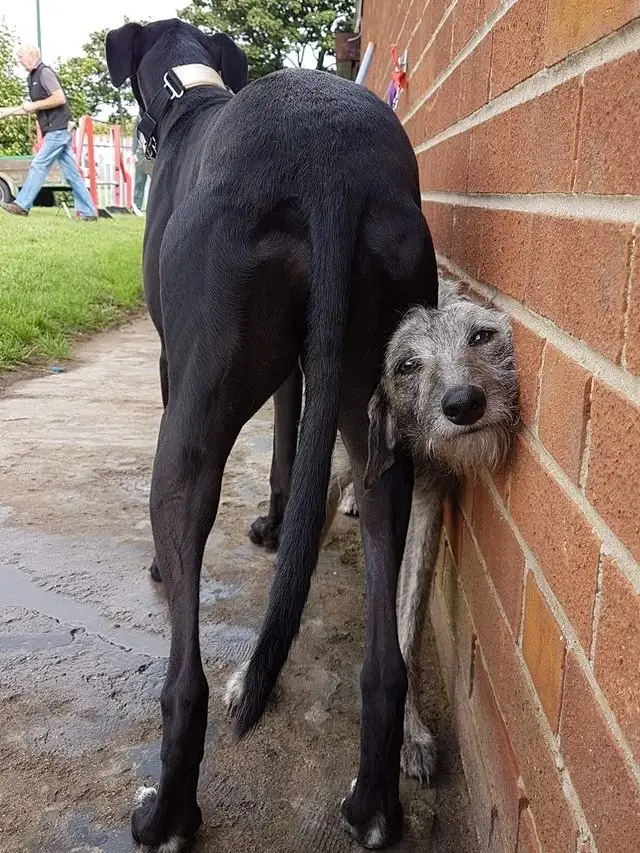 Когда логика отдыхает: 20 фото питомцев, чьи поступки ставят нас в тупик приколы, животные, котики, собаки, смешное, фото, подборка, логика