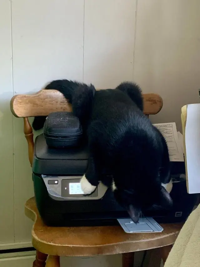 Когда логика отдыхает: 20 фото питомцев, чьи поступки ставят нас в тупик приколы, животные, котики, собаки, смешное, фото, подборка, логика