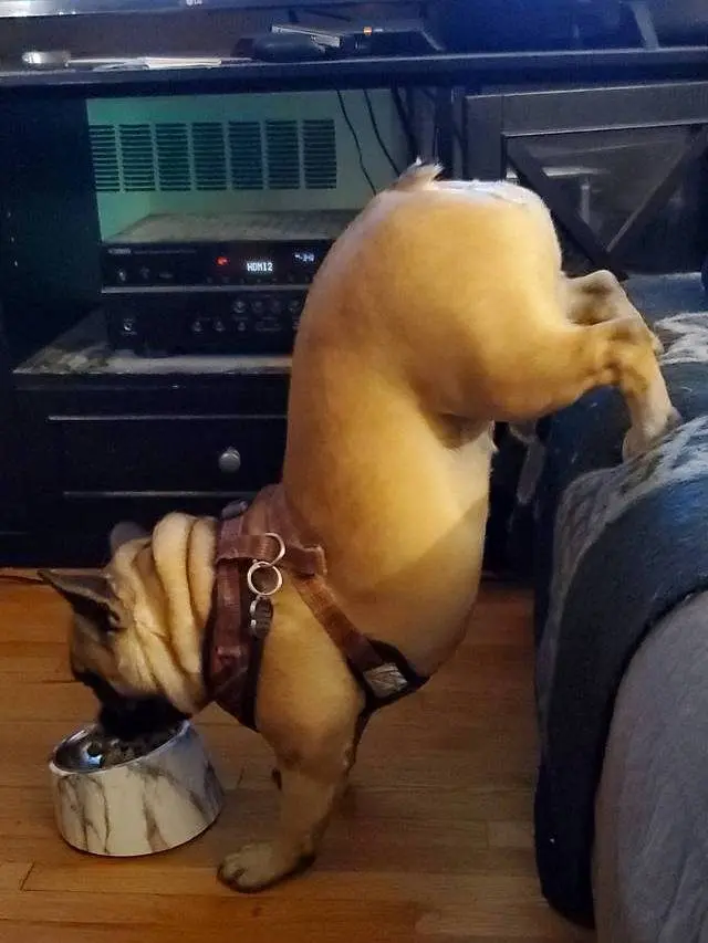 Когда логика отдыхает: 20 фото питомцев, чьи поступки ставят нас в тупик приколы, животные, котики, собаки, смешное, фото, подборка, логика