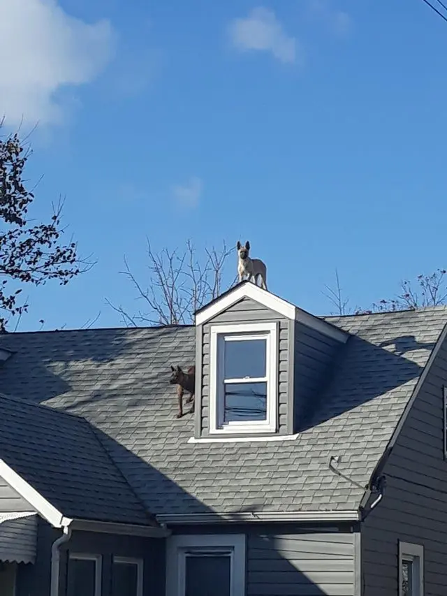 Когда логика отдыхает: 20 фото питомцев, чьи поступки ставят нас в тупик приколы, животные, котики, собаки, смешное, фото, подборка, логика