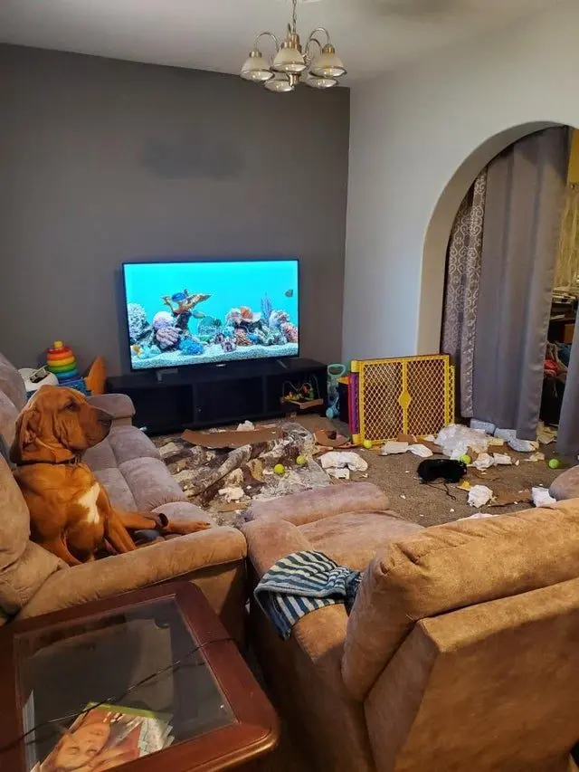 Когда логика отдыхает: 20 фото питомцев, чьи поступки ставят нас в тупик приколы, животные, котики, собаки, смешное, фото, подборка, логика