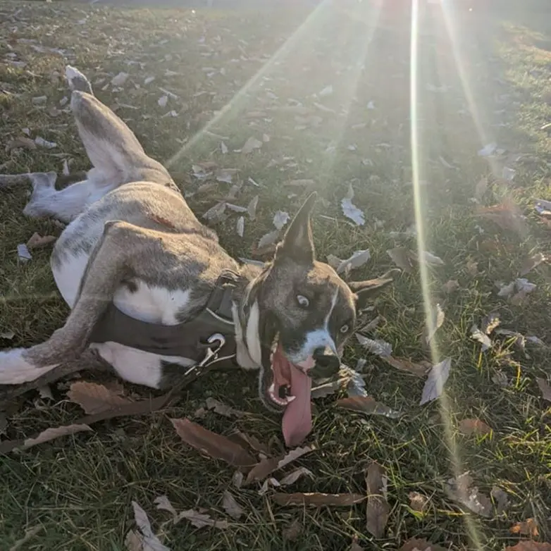 Когда логика отдыхает: 20 фото питомцев, чьи поступки ставят нас в тупик приколы, животные, котики, собаки, смешное, фото, подборка, логика