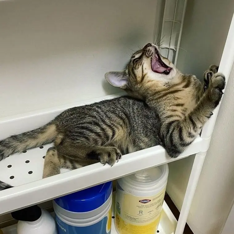 Когда логика отдыхает: 20 фото питомцев, чьи поступки ставят нас в тупик приколы, животные, котики, собаки, смешное, фото, подборка, логика