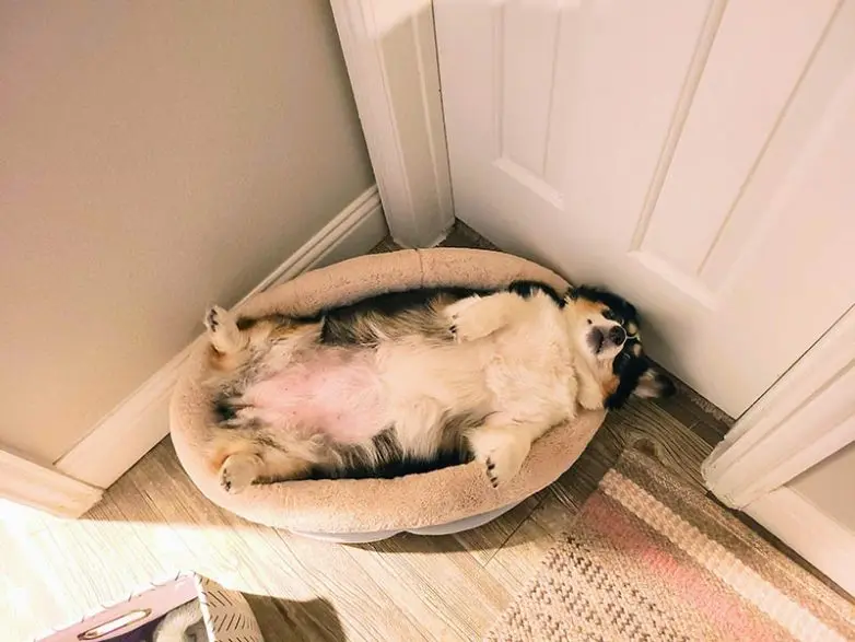 Когда логика отдыхает: 20 фото питомцев, чьи поступки ставят нас в тупик приколы, животные, котики, собаки, смешное, фото, подборка, логика