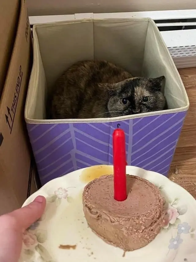 Когда логика отдыхает: 20 фото питомцев, чьи поступки ставят нас в тупик приколы, животные, котики, собаки, смешное, фото, подборка, логика