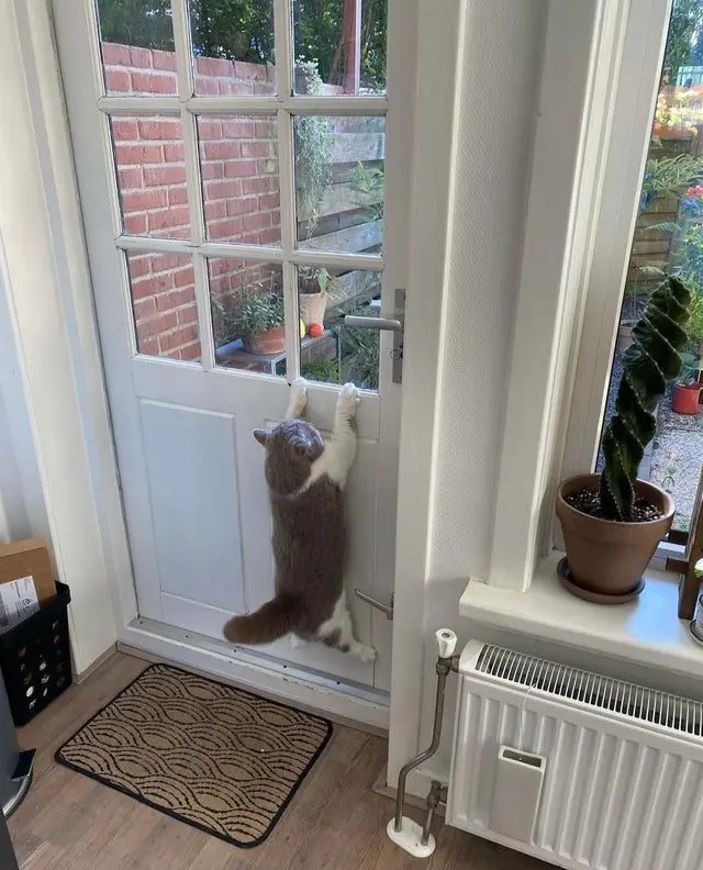 Когда логика отдыхает: 20 фото питомцев, чьи поступки ставят нас в тупик приколы, животные, котики, собаки, смешное, фото, подборка, логика