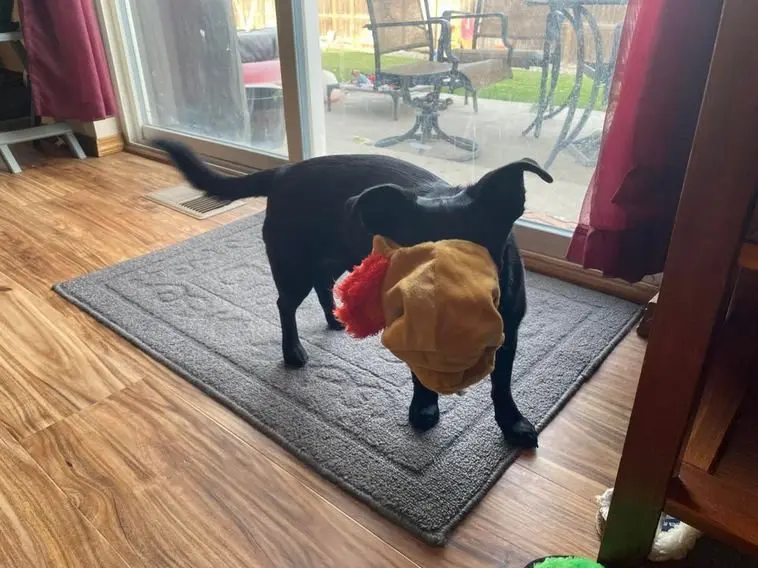 Когда логика отдыхает: 20 фото питомцев, чьи поступки ставят нас в тупик приколы, животные, котики, собаки, смешное, фото, подборка, логика