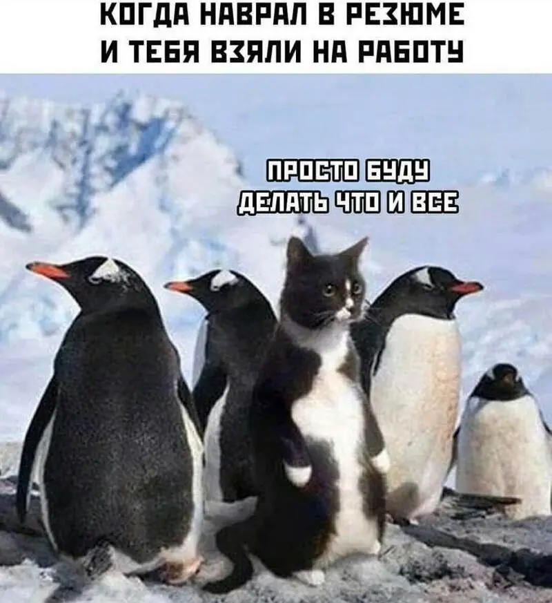 Ржачные мемы и фото про работу: 30+ картинок, чтобы забыть о тоске мемы, работа, приколы, картинки, юмор, майские, труд, подборка