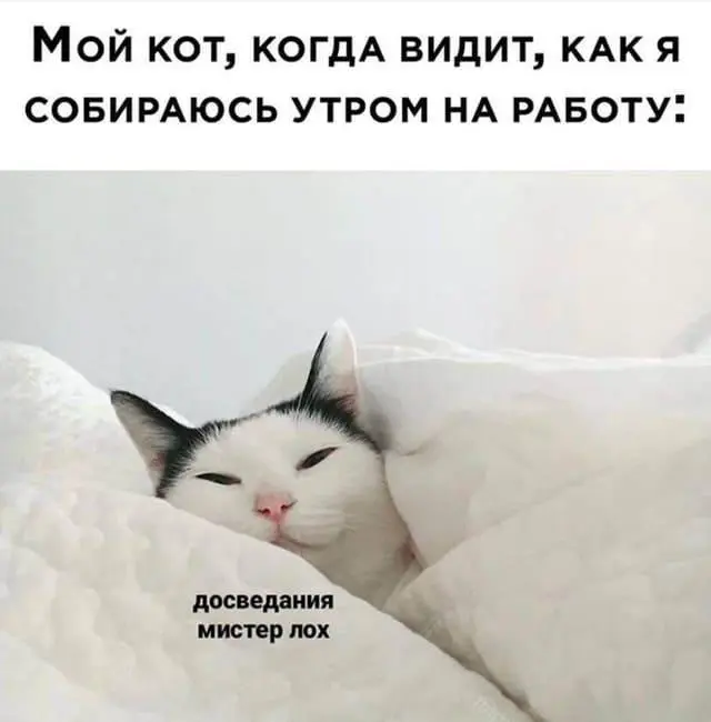 Ржачные мемы и фото про работу: 30+ картинок, чтобы забыть о тоске мемы, работа, приколы, картинки, юмор, майские, труд, подборка