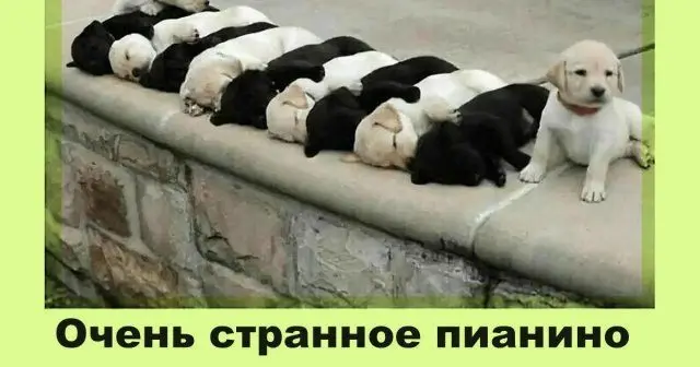 Собачья жизнь: Уморительные моменты с хвостатыми друзьями собаки, мемы, приколы, животные, смешное, подборка