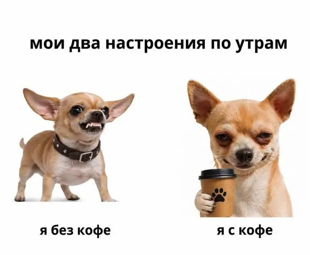 Собачья жизнь: Уморительные моменты с хвостатыми друзьями собаки, мемы, приколы, животные, смешное, подборка