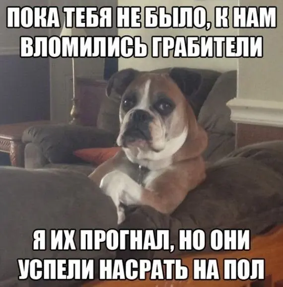 Собачья жизнь: Уморительные моменты с хвостатыми друзьями собаки, мемы, приколы, животные, смешное, подборка