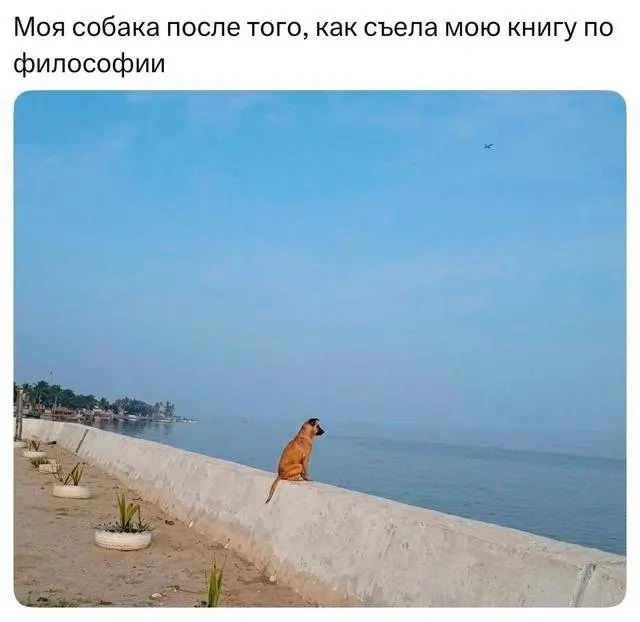 Собачья жизнь: Уморительные моменты с хвостатыми друзьями собаки, мемы, приколы, животные, смешное, подборка