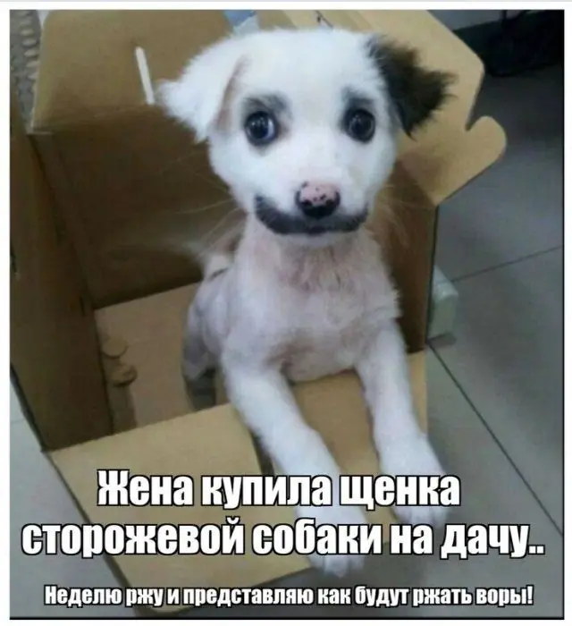 Собачья жизнь: Уморительные моменты с хвостатыми друзьями собаки, мемы, приколы, животные, смешное, подборка