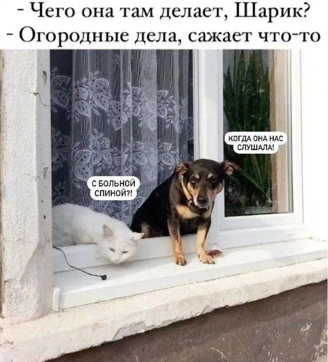 Собачья жизнь: Уморительные моменты с хвостатыми друзьями собаки, мемы, приколы, животные, смешное, подборка