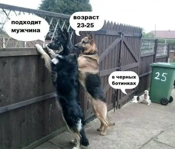 Собачья жизнь: Уморительные моменты с хвостатыми друзьями собаки, мемы, приколы, животные, смешное, подборка