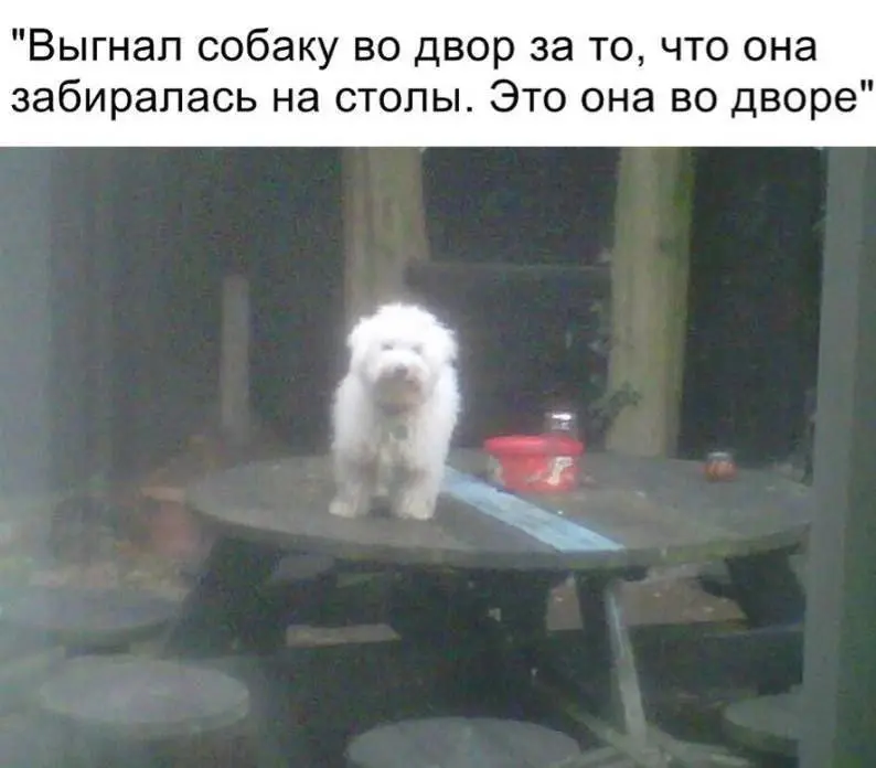 Убойная порция мемов: заряжаемся смехом на все выходные мемы, приколы, юмор, смешные картинки, выходные, настроение