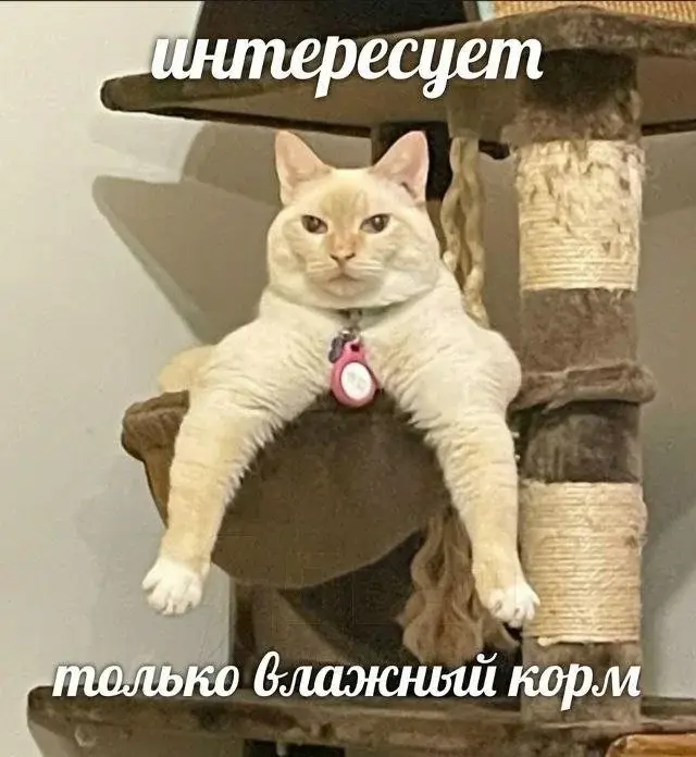 Утренний юмор: короед, хачапури и проявления лени в новой подборке мемов мемы, приколы, юмор, картинки с надписями, короед, хачапури, лень, интернет мемы, подборка