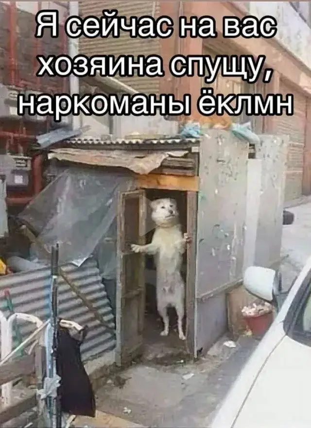 Утренний юмор: короед, хачапури и проявления лени в новой подборке мемов мемы, приколы, юмор, картинки с надписями, короед, хачапури, лень, интернет мемы, подборка