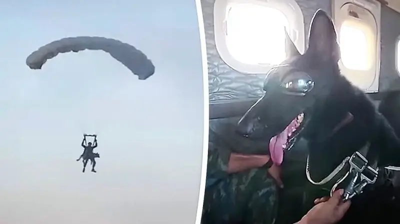 Собака-десантник: прыжок с парашютом в связке с инструктором собака, десантник, прыжок, самолет, парашют, учения, видео