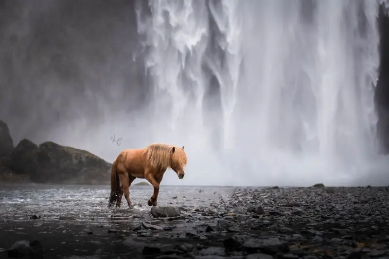 Красота и мощь: подборка невероятных фотографий лошадей лошади, кони, фото, подборка, животные, красивые фото