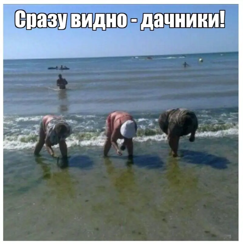 Смешные мемы и картинки про огород и дачу: страдания садоводов дачные приколы, мемы огород, смешные картинки, юмор дачников, весна дача
