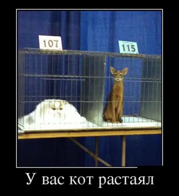 Заряд смеха: 30 демотиваторов для отличного настроения демотиваторы, приколы, юмор, картинки