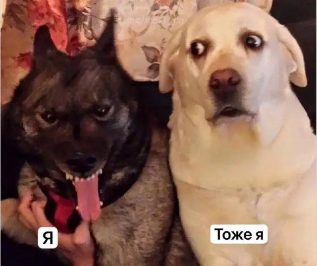 Скука сдаётся: когда юмор не оставляет шансов скука, смех, приколы, картинки, юмор, победа, позитив