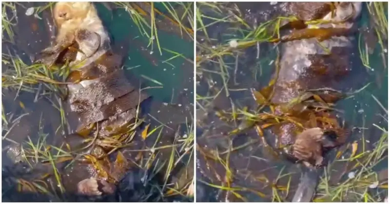 Калан отдыхает в водорослях каланы, морские выдры, водоросли, якорь, животные, океан