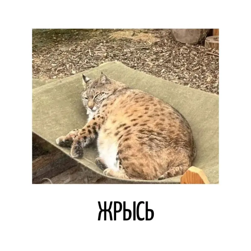 Когда слова играют не по правилам: подборка, от которой станет смешно игра слов, каламбуры, юмор, шутки, приколы, подборка, смешные надписи