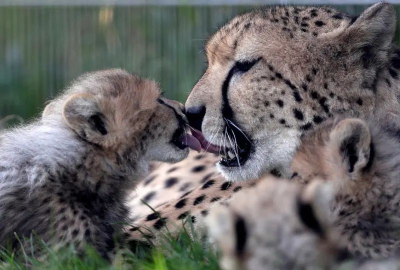 Дикая природа в объективе: лучшие фото животных животные, природа, фото, фауна, дикие животные, зоопарк, сафари, медведи, лисы, птицы, млекопитающие, рептилии