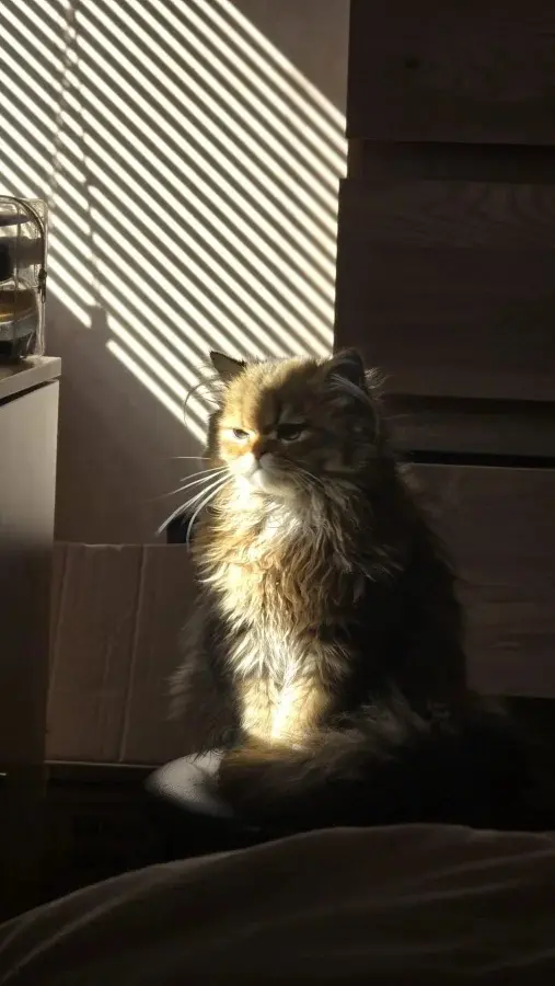 Фото животных, которые выглядят как шедевры живописи животные, ренессанс, фотографии, кошки, собаки, портреты, приколы