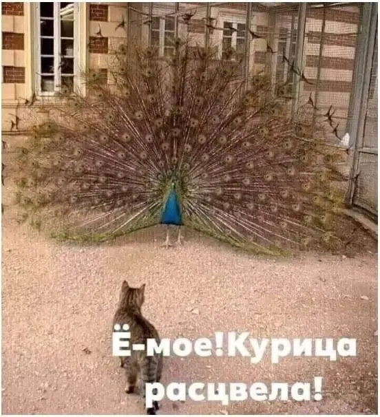 Маленькая пятница: подборка мемов, которые спасут твою середину недели маленькая пятница, мемы, шутки, приколы, юмор, настроение, позитив, среда