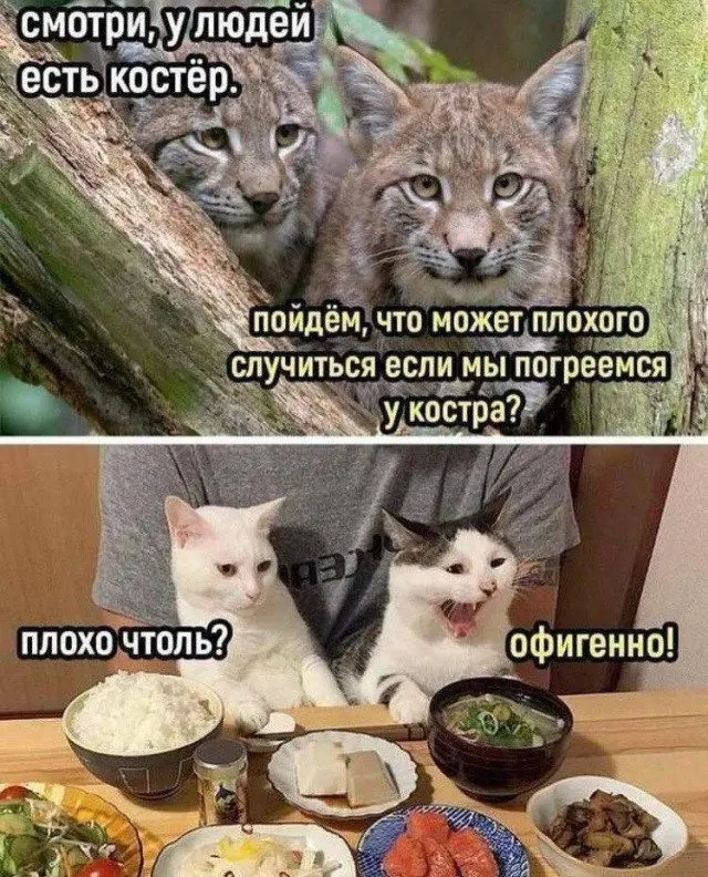 Уморительные мемы с пушистиками: порция добра и смеха мемы, животные, приколы, подборка, смешные картинки, котики, собаки, позитив