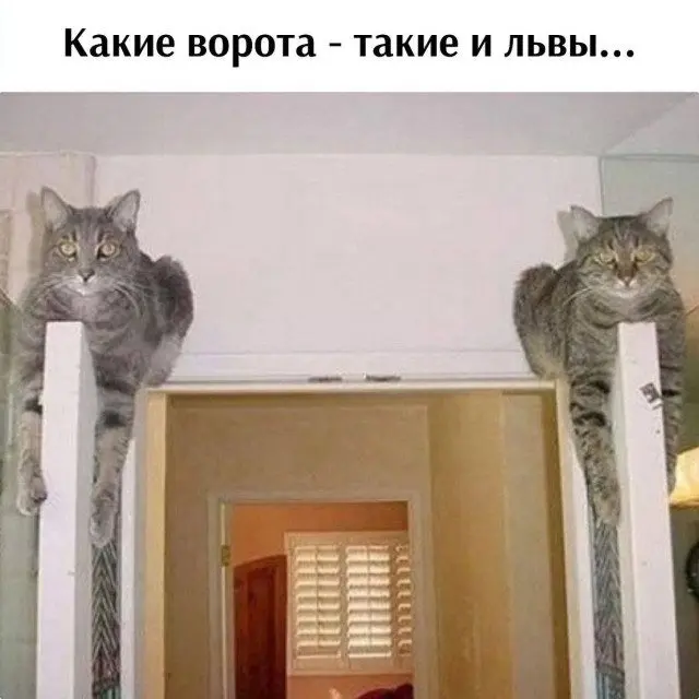 Уморительные мемы с пушистиками: порция добра и смеха мемы, животные, приколы, подборка, смешные картинки, котики, собаки, позитив