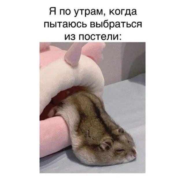 Уморительные мемы с пушистиками: порция добра и смеха мемы, животные, приколы, подборка, смешные картинки, котики, собаки, позитив