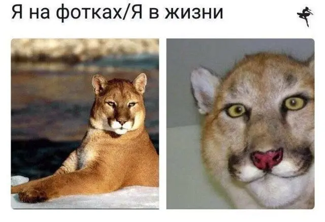 Уморительные мемы с пушистиками: порция добра и смеха мемы, животные, приколы, подборка, смешные картинки, котики, собаки, позитив