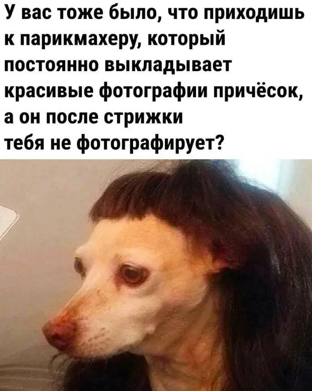 Уморительные мемы с пушистиками: порция добра и смеха мемы, животные, приколы, подборка, смешные картинки, котики, собаки, позитив