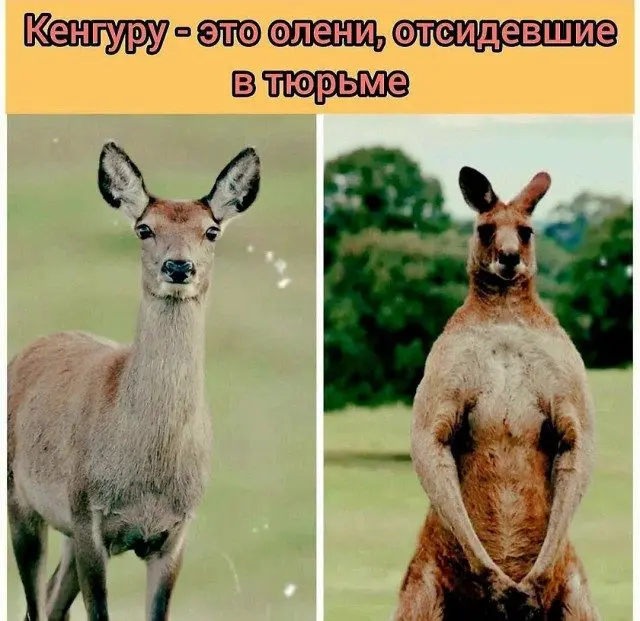 Уморительные мемы с пушистиками: порция добра и смеха мемы, животные, приколы, подборка, смешные картинки, котики, собаки, позитив
